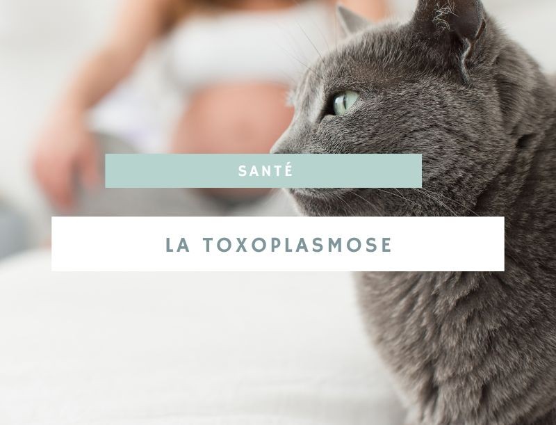 Comprendre la toxoplasmose durant la grossesse et comment se protéger