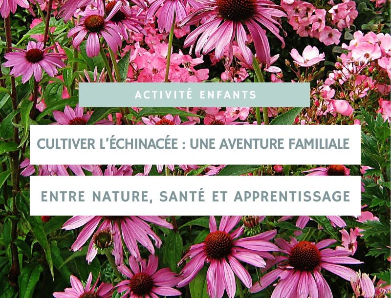 Cultiver l’échinacée : une aventure familiale entre nature, santé et apprentissage